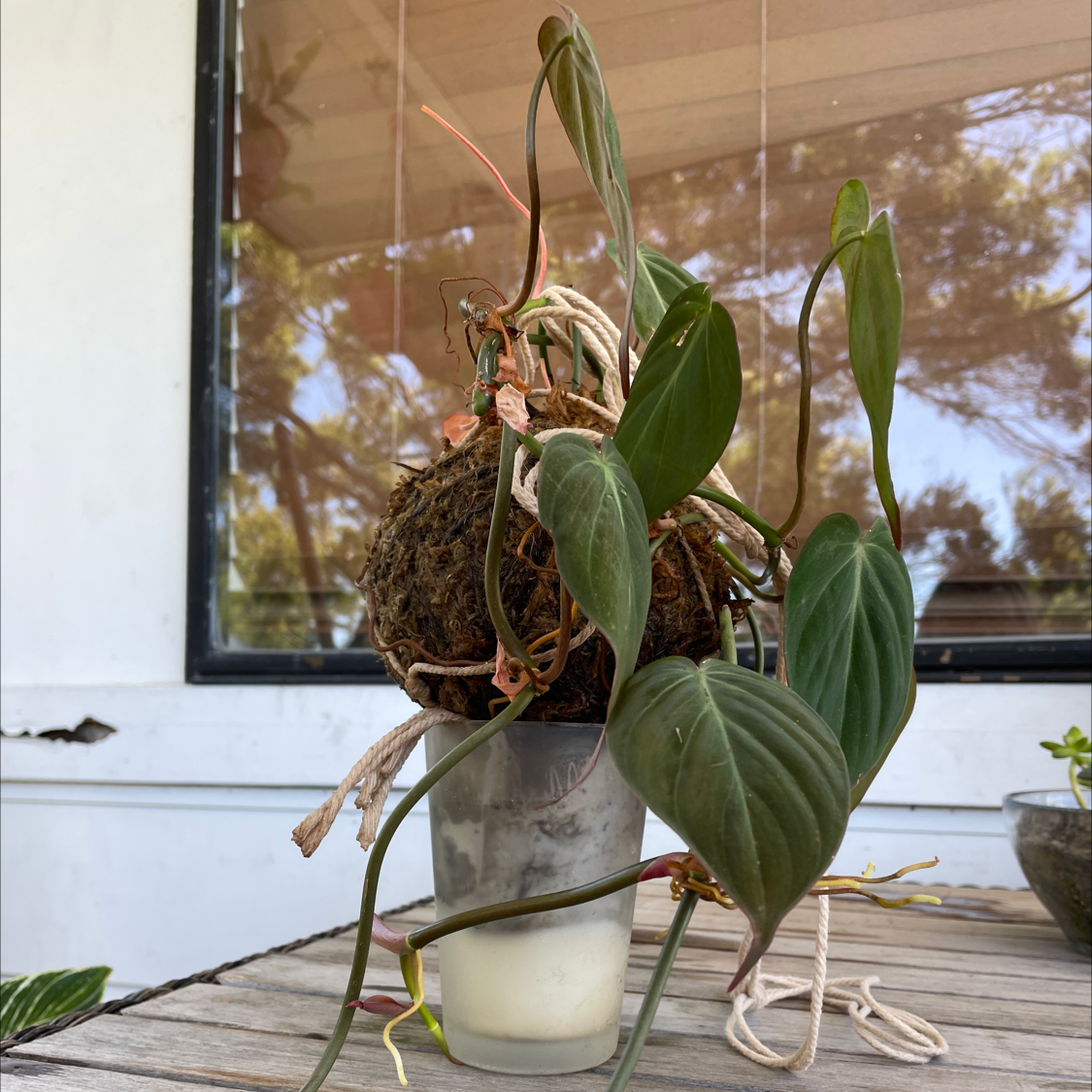 Philodendron Micans plant photo by @PinkandGreen named Micayla on Greg, the plant care app.