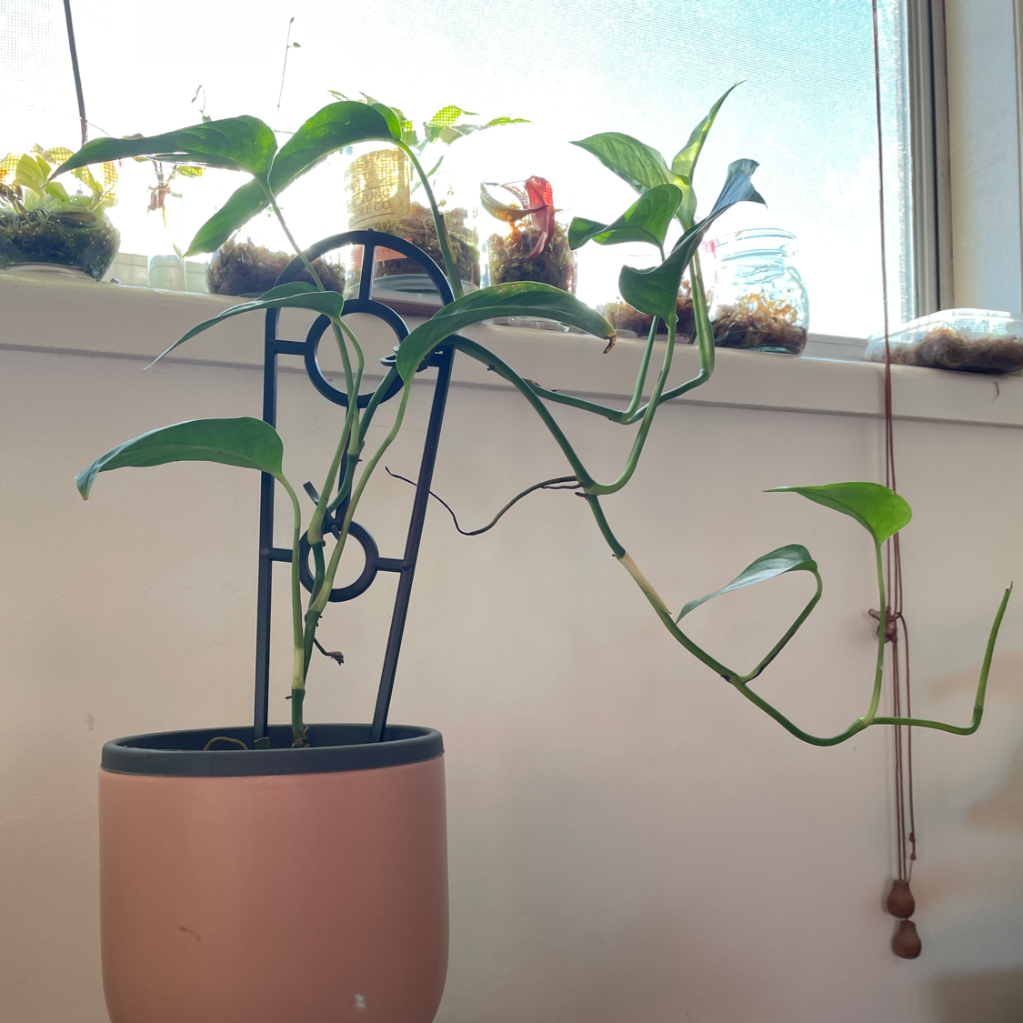 Photo of the plant species Monstera lechleriana by @PinkandGreen named Riana on Greg, the plant care app