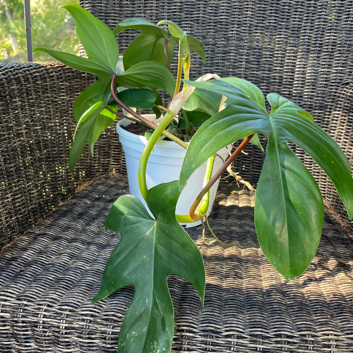 Photo of the plant species Philodendron 'Florida Ghost' by @PinkandGreen named Ghost Rida on Greg, the plant care app