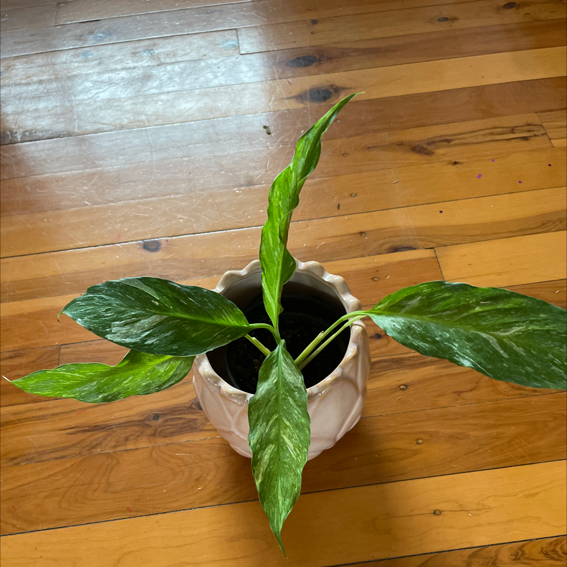 Domino Peace Lily in a pot on a wooden floor with variegated leaves.