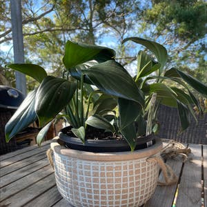 Jade Pothos plant photo by @PinkandGreen named Pinny on Greg, the plant care app.