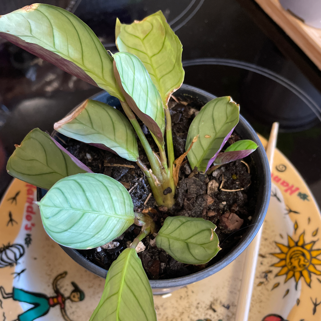 Photo of the plant species Ctenanthe amagris by @PinkandGreen named Cali on Greg, the plant care app