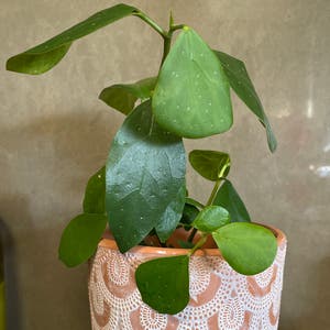Mistletoe Fig plant photo by @PinkandGreen named Minty on Greg, the plant care app.