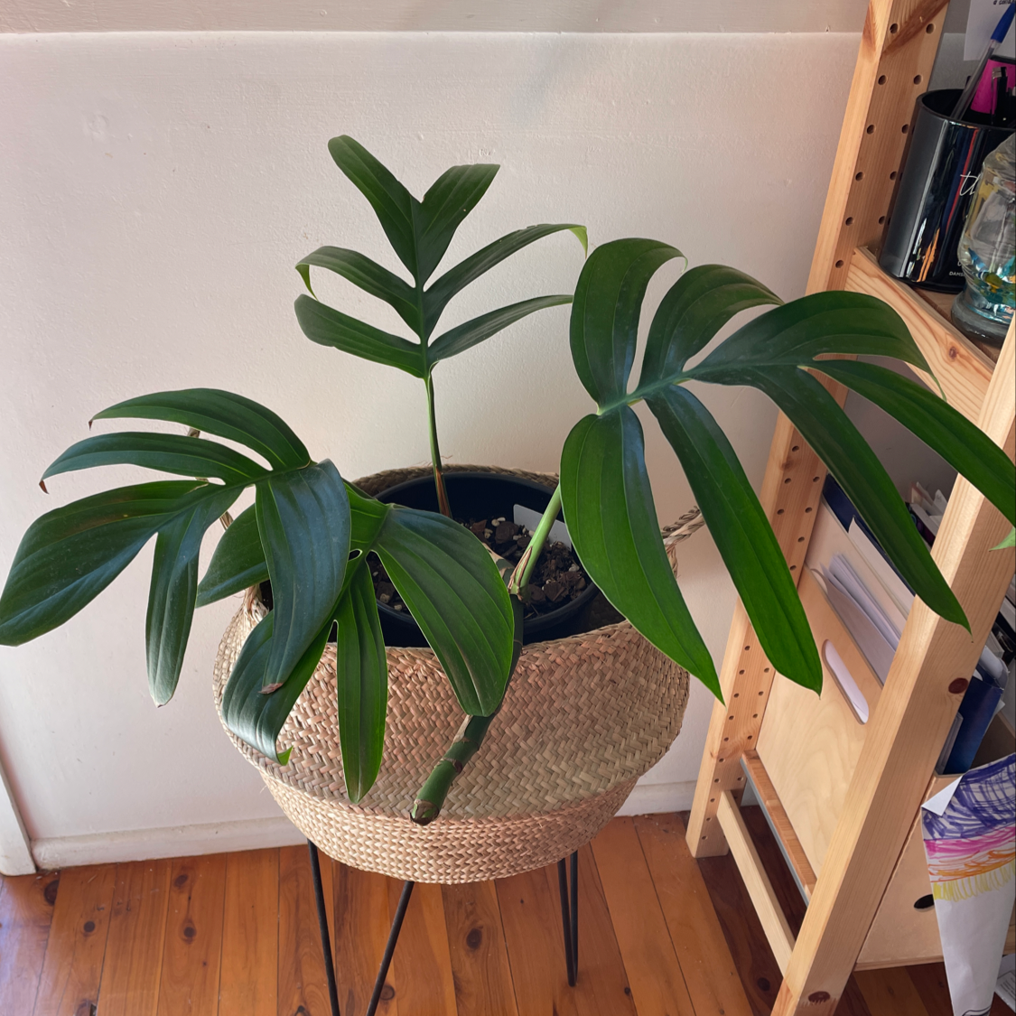 Photo of the plant species Rhaphidophora decursiva by @PinkandGreen named Raphelina on Greg, the plant care app
