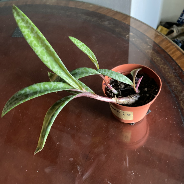 Silver Squill plant in a small pot with patterned leaves and slight browning at the tips.
