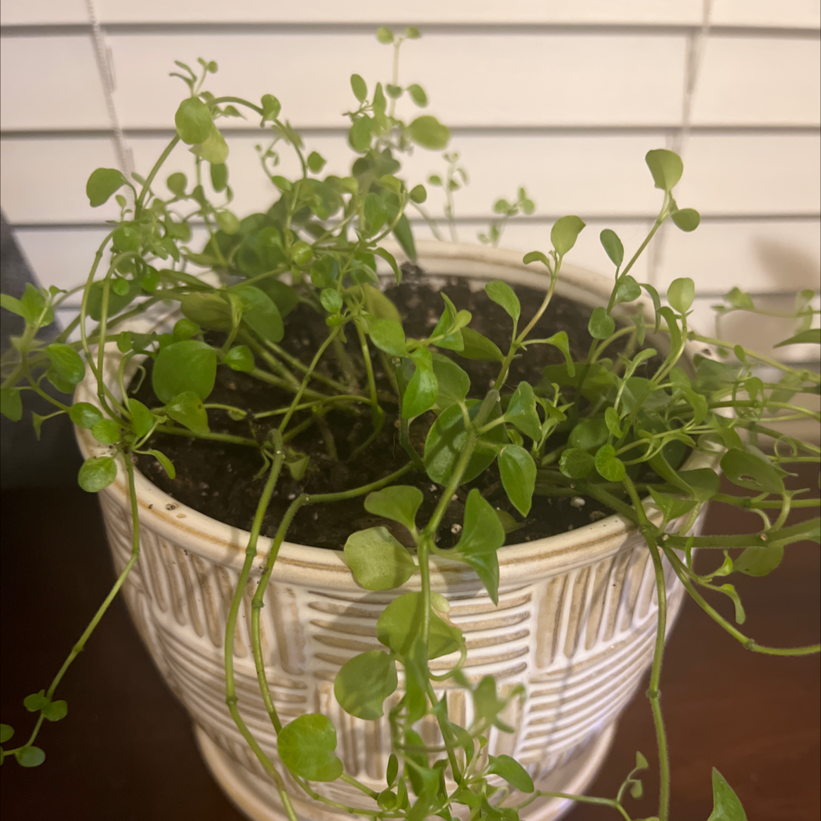 Potted Common Chickweed plant with healthy green leaves.