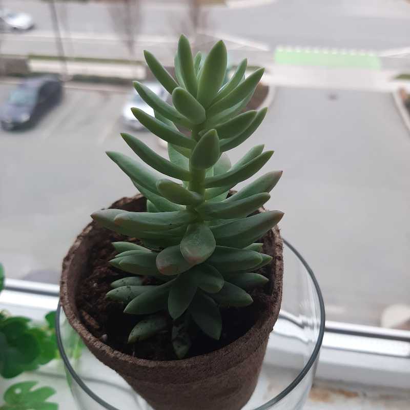 A healthy Pale Stonecrop succulent in a small pot on a windowsill.