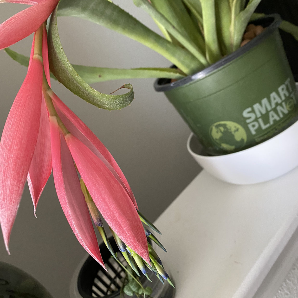 Queen's Tears plant with vibrant pink bracts and green leaves in a pot.