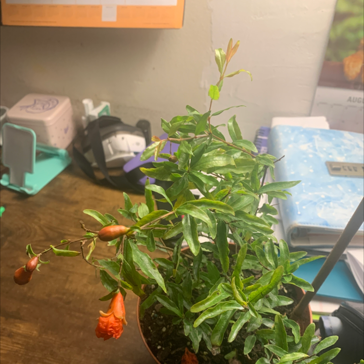 Your plant