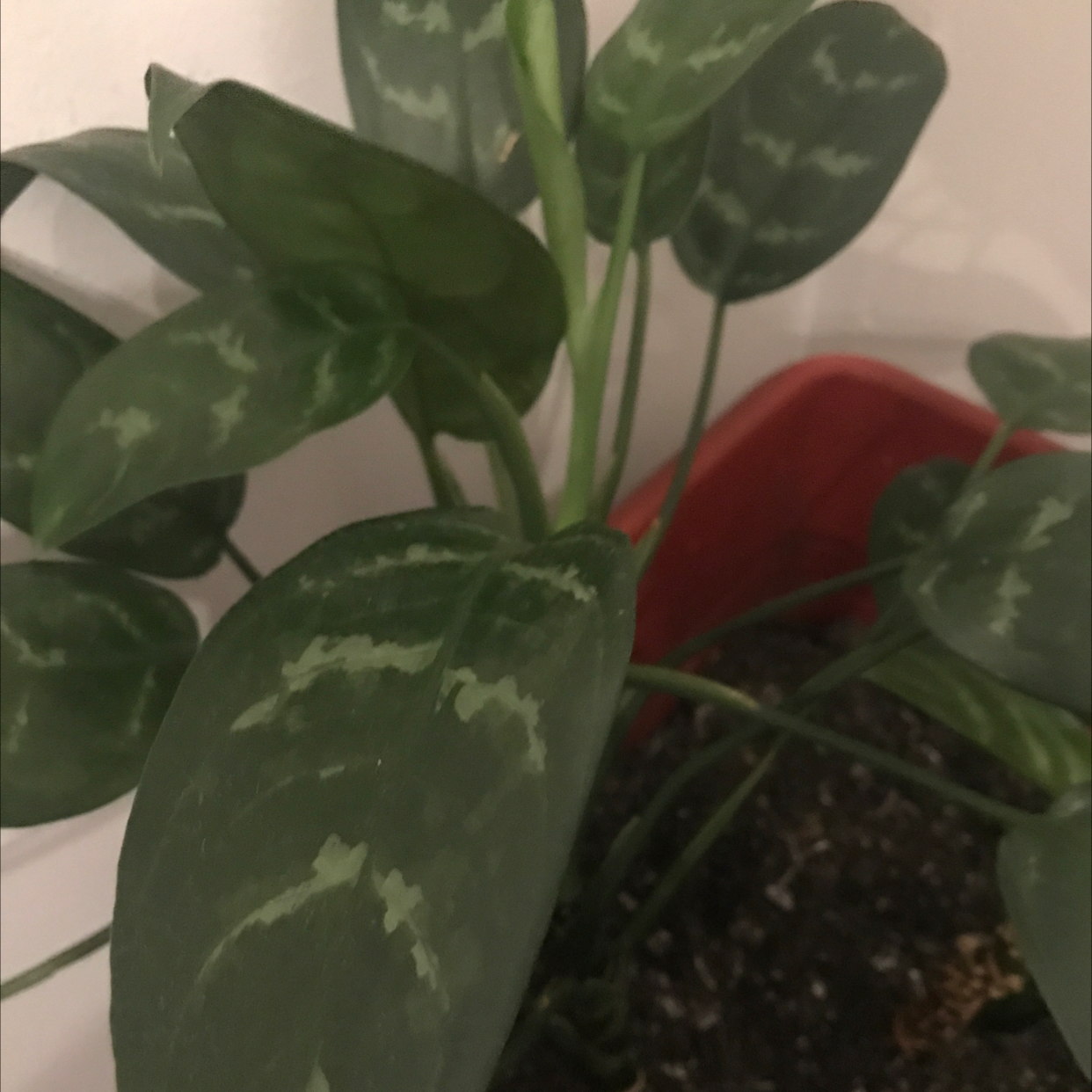 Chinese Evergreen plant photo by @NewPlantMoma05 named ChiBlessin on Greg, the plant care app.