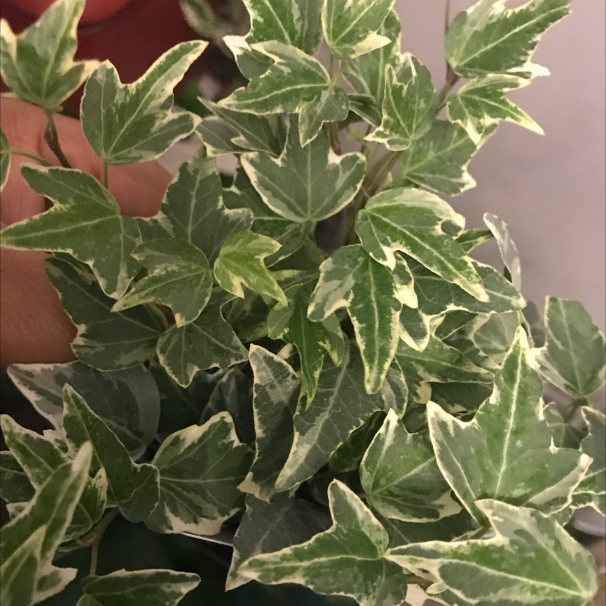 English Ivy plant photo by @NewPlantMoma05 named Ivy on Greg, the plant care app.