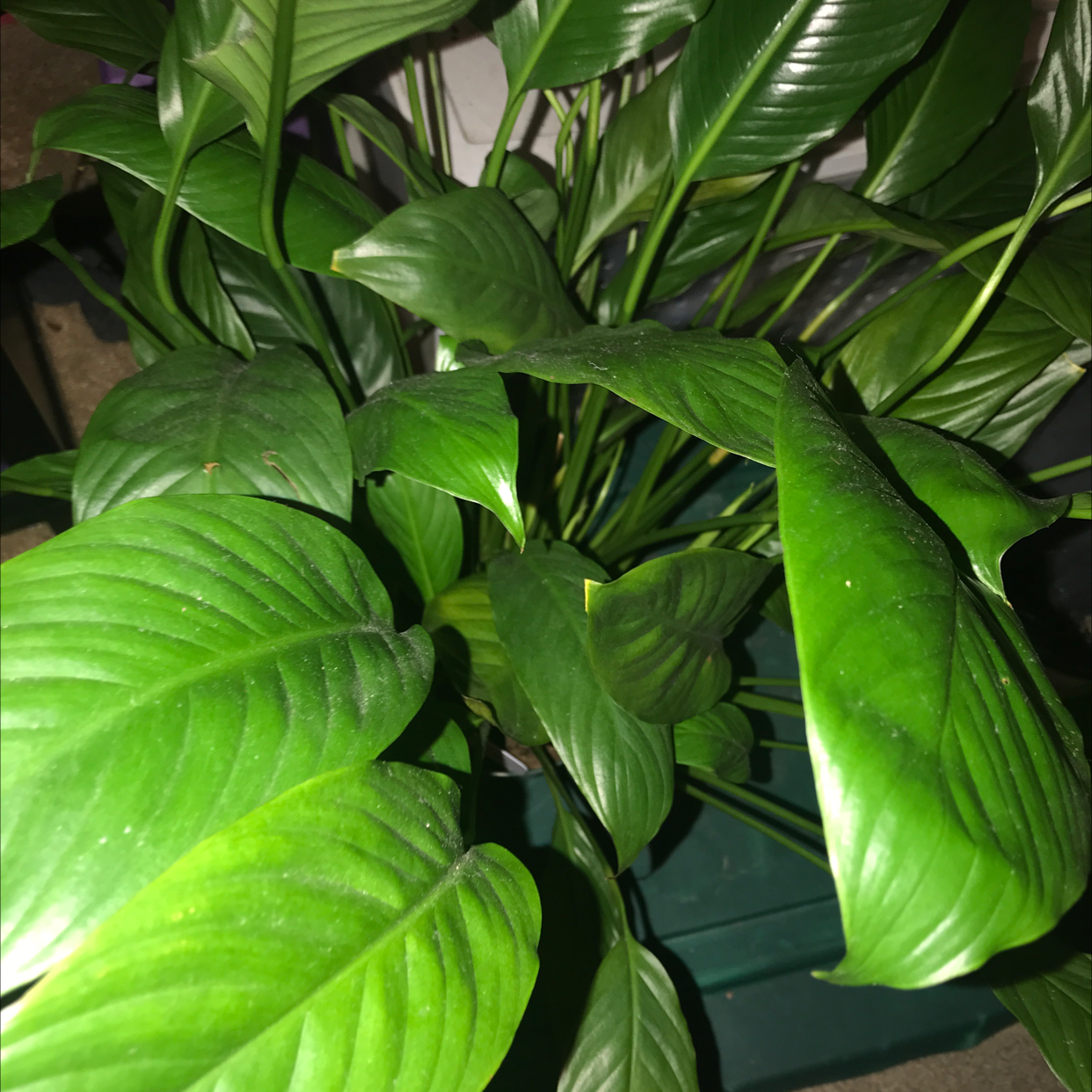 Peace Lily plant photo by @NewPlantMoma05 named Peace on Greg, the plant care app.