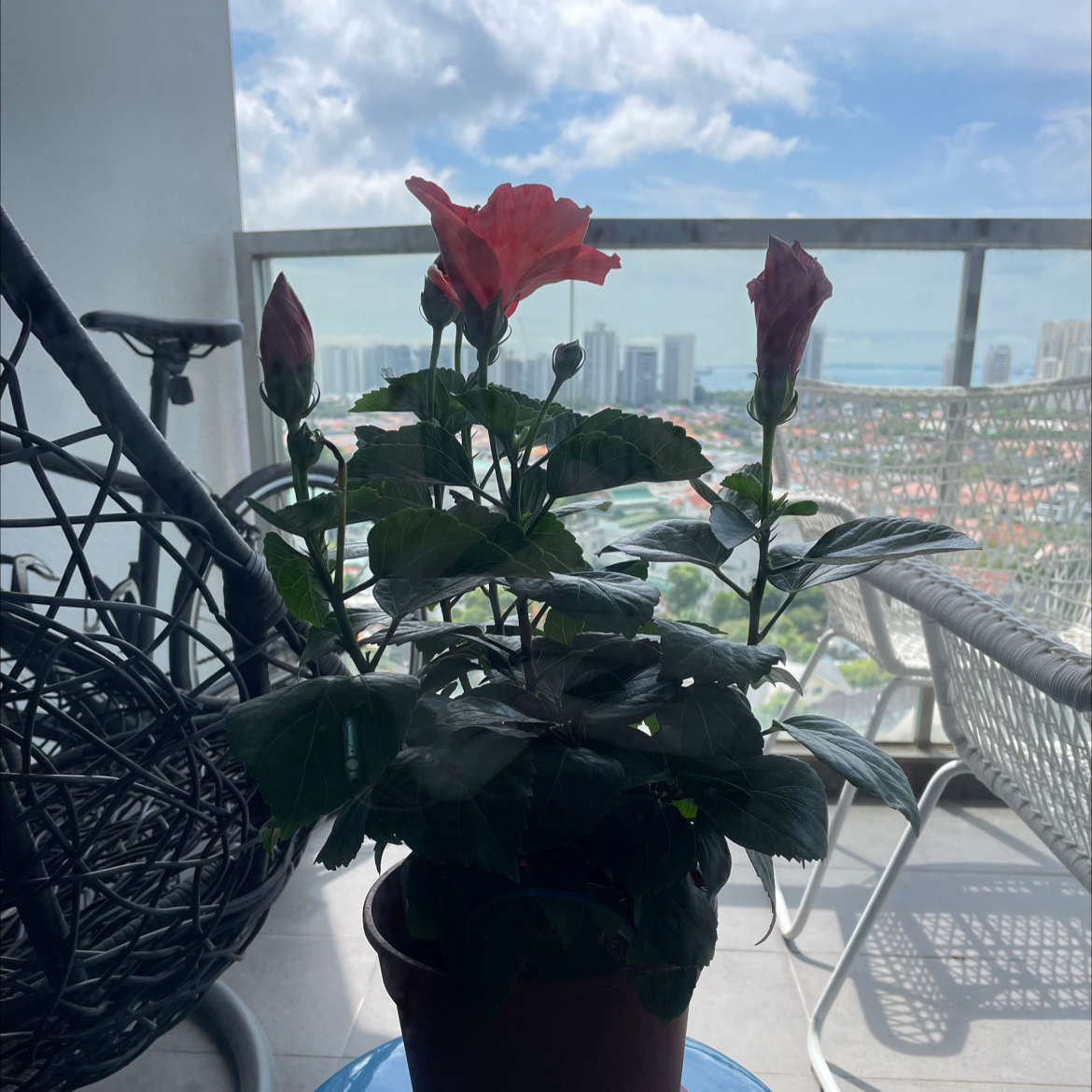 Hibiscus
