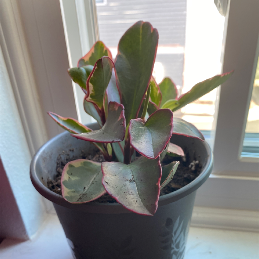Peperomia 'Ginny' plant in a pot near a window with variegated leaves and pink edges.