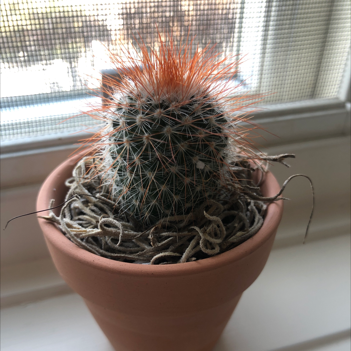 Photo of the plant species Spiny Pincushion Cactus by @DevotedCamelina named Lila on Greg, the plant care app