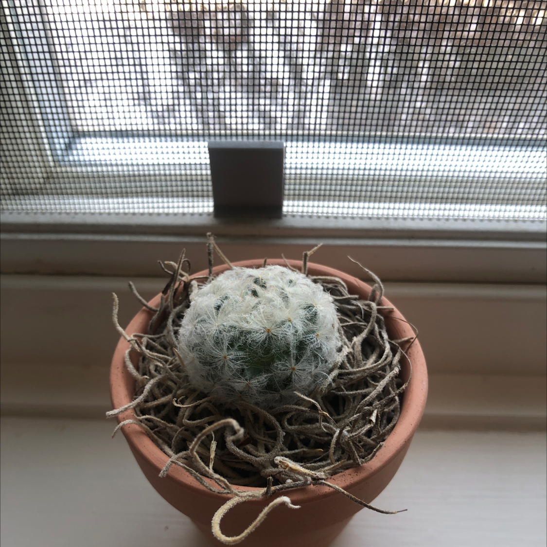A small Mammilloydia cactus in a terracotta pot on a windowsill.