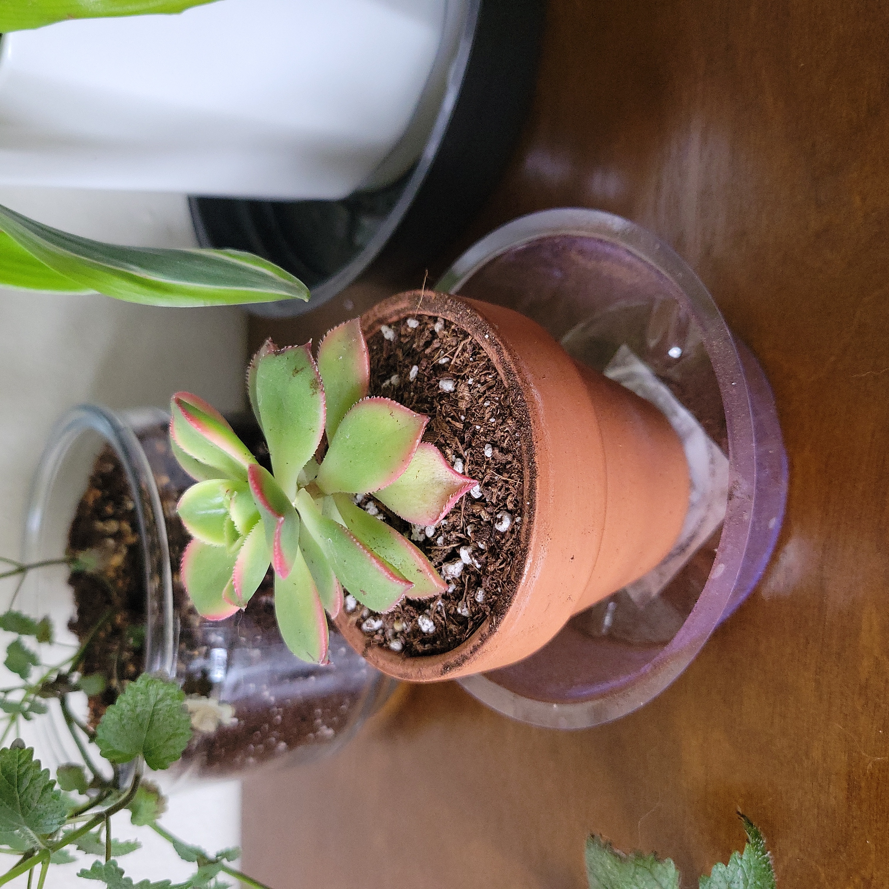 Potted Echeveria 'Morning Beauty' succulent on a wooden surface, appears healthy.