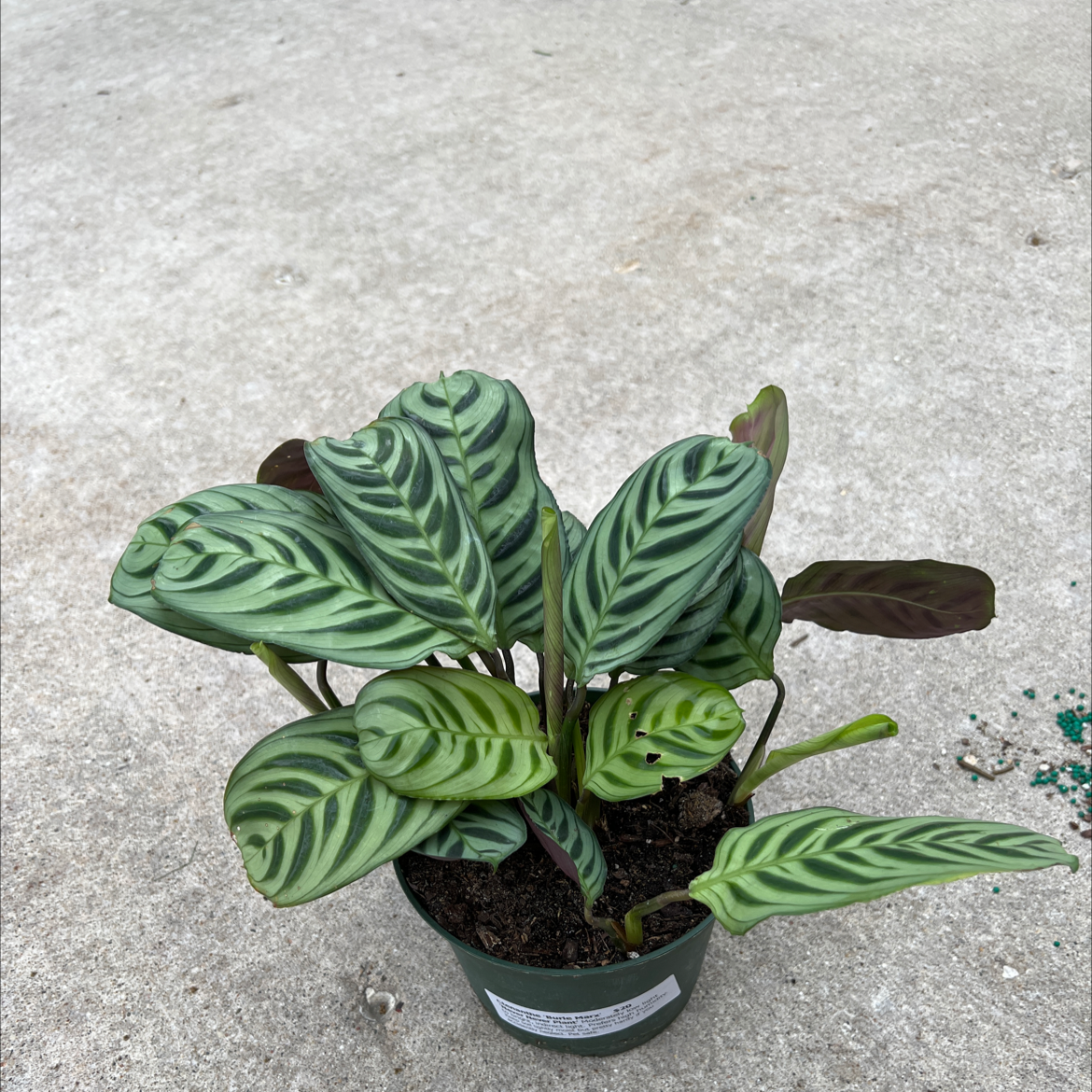 Potted Never Never Ctenanthe plant with distinctively patterned leaves.