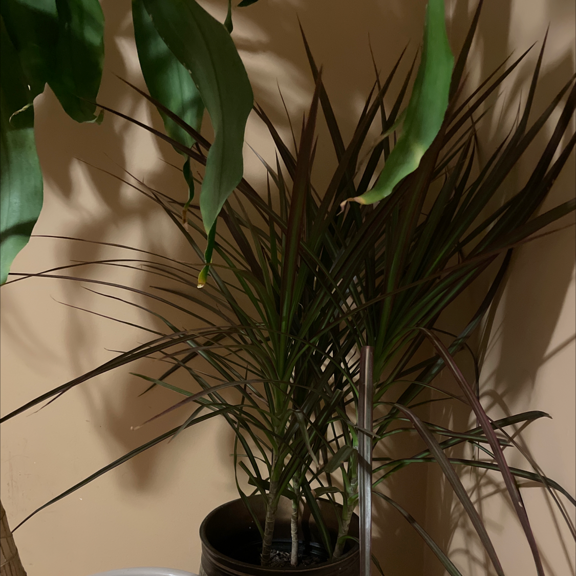 Madagascar Dragon Tree (Dracaena marginata) in a pot with some leaves showing slight discoloration.