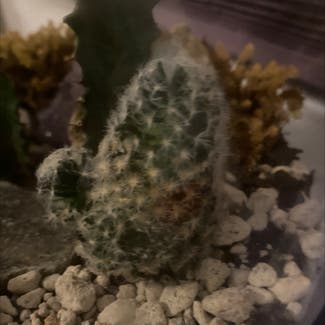 Silver Cluster Cactus plant in Somewhere on Earth