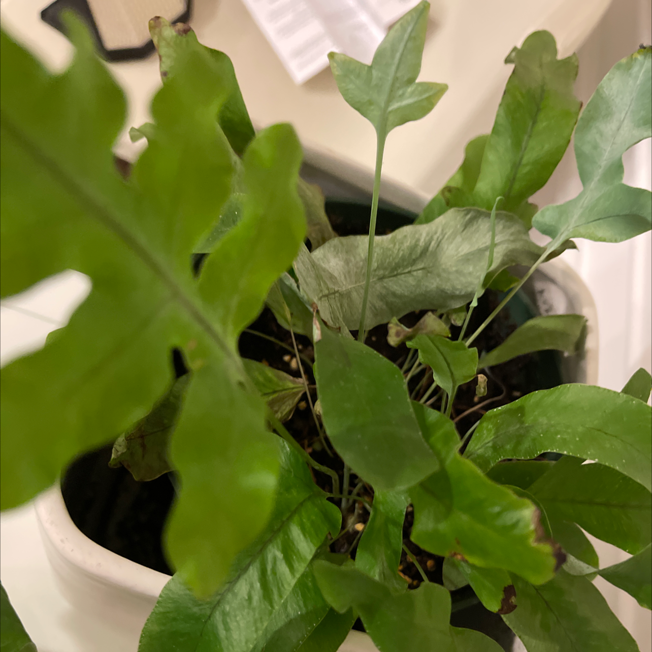 Blue Star Fern in a pot with some browning leaves and visible soil.
