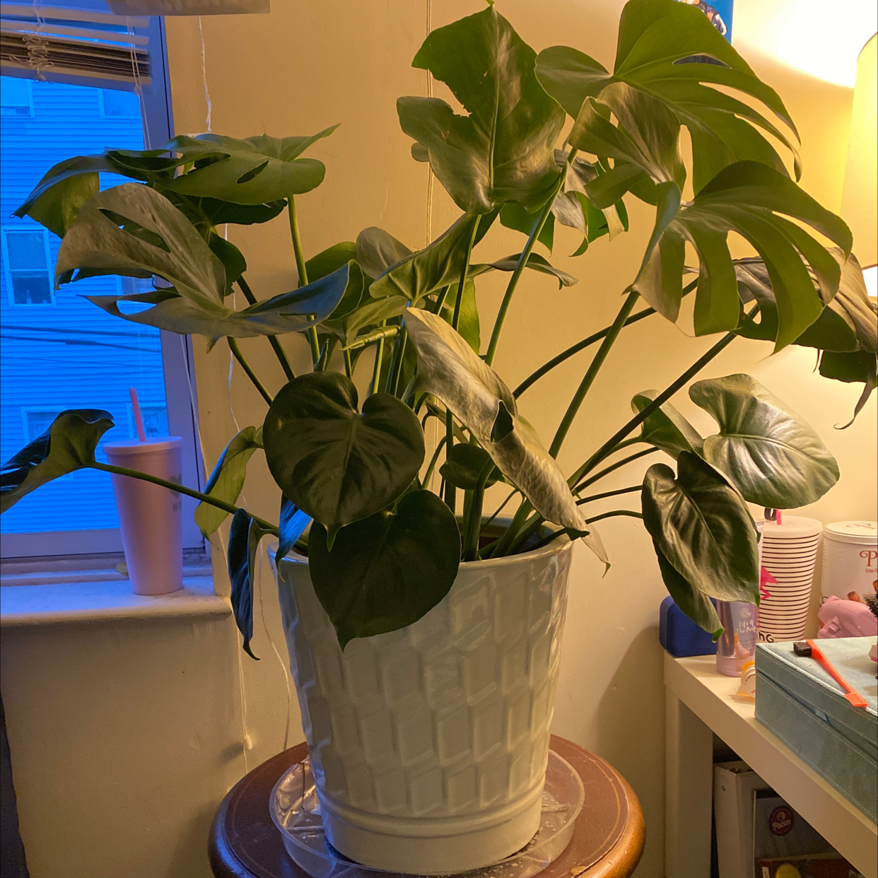 Monstera plant photo by @Lilliang named Myla on Greg, the plant care app.