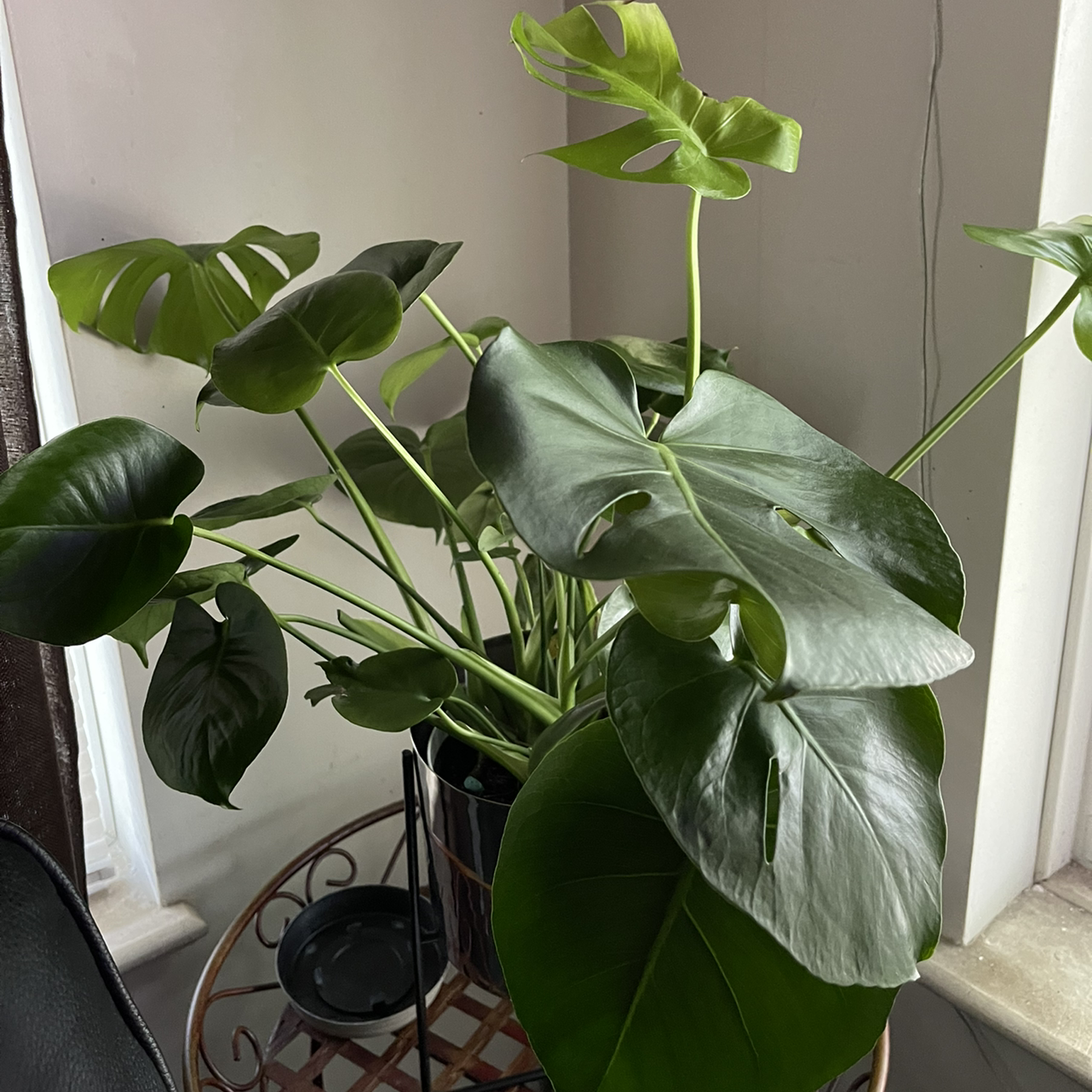 Monstera plant photo by @Lilliang named Motsy on Greg, the plant care app.