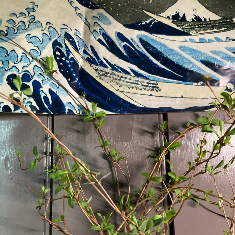 Japanese Honeysuckle plant with green leaves against a wall with decorative artwork.
