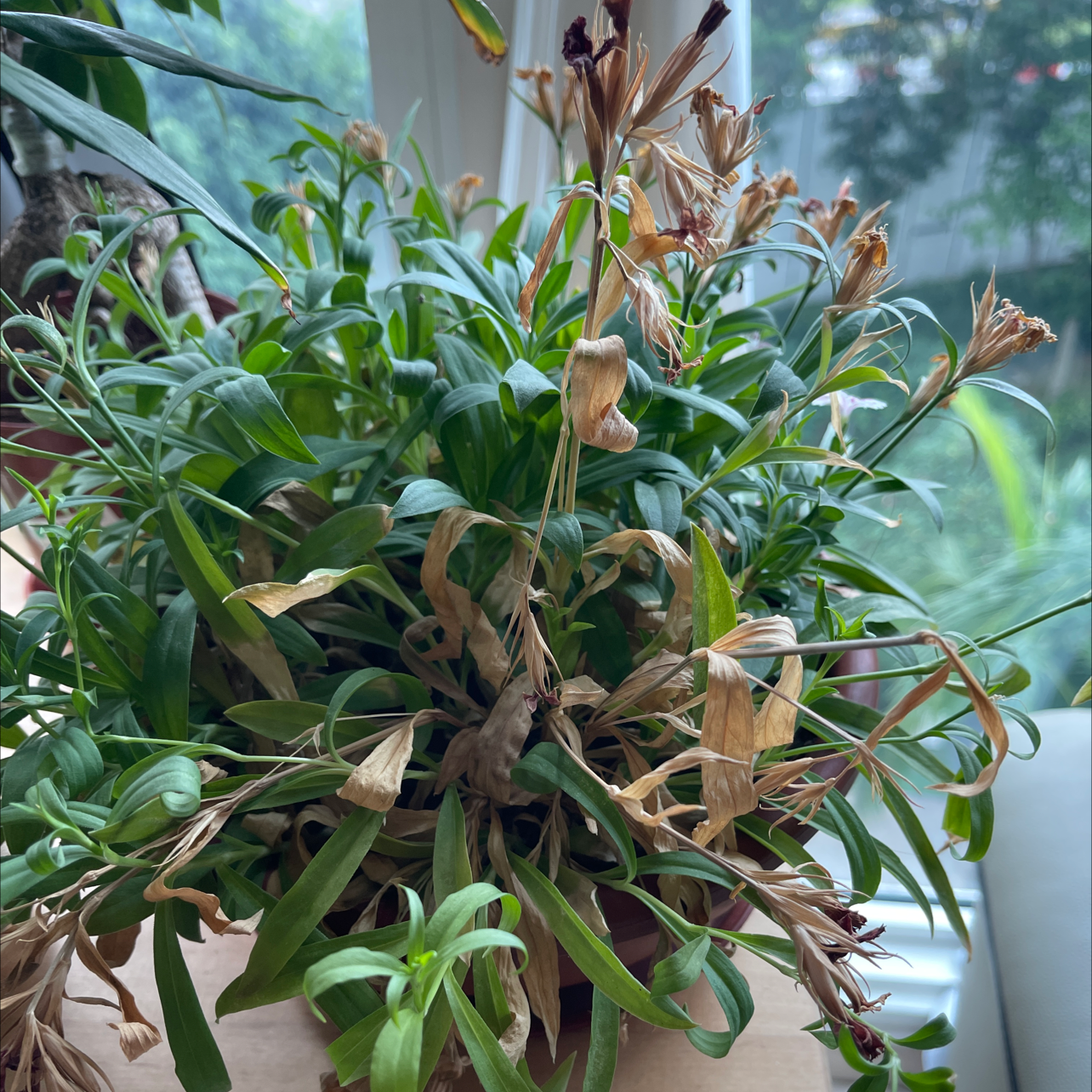 Peruvian-Lily plant with several dried and browning leaves and flowers, placed near a window.