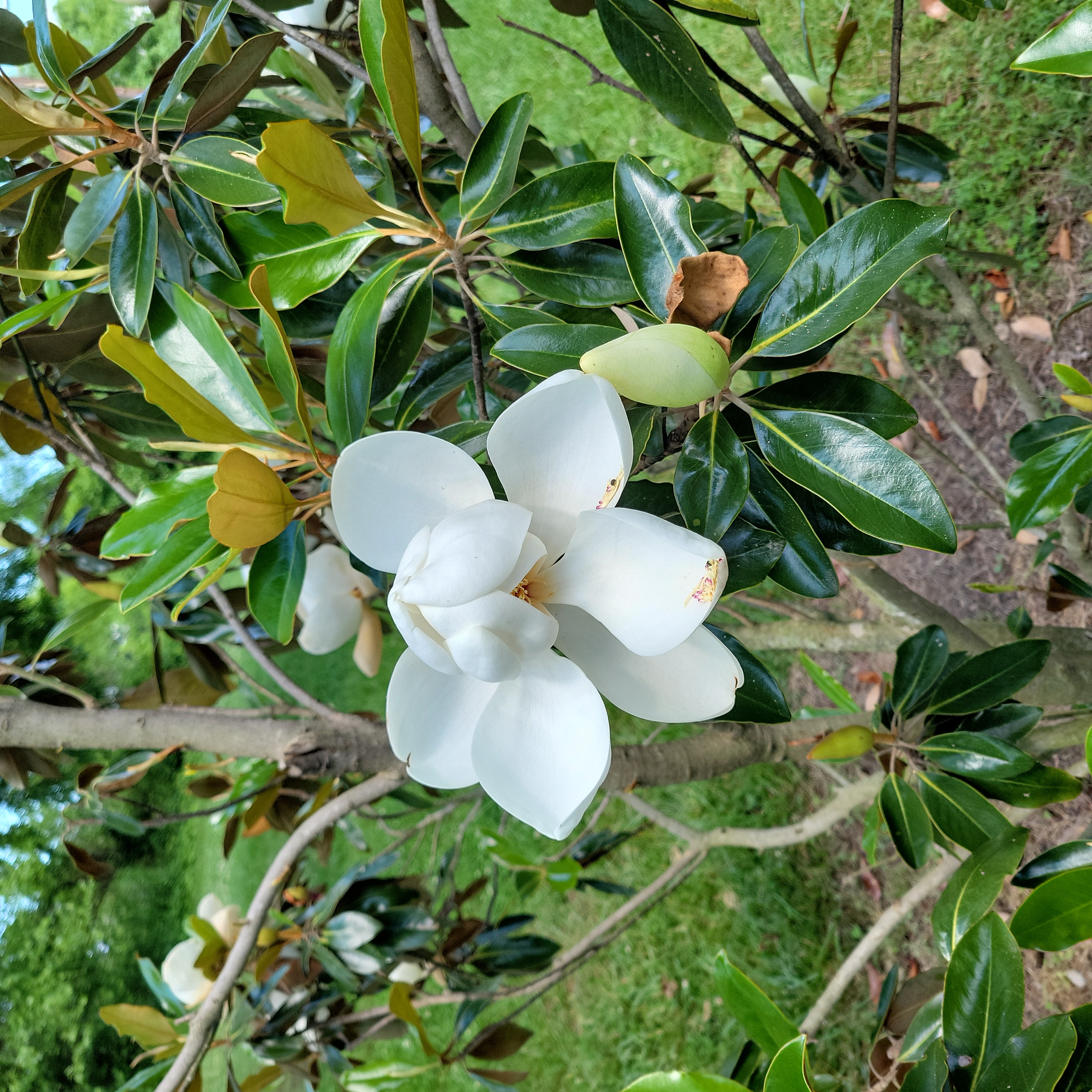 Southern Magnolia plant with glossy green leaves and a large white flower.