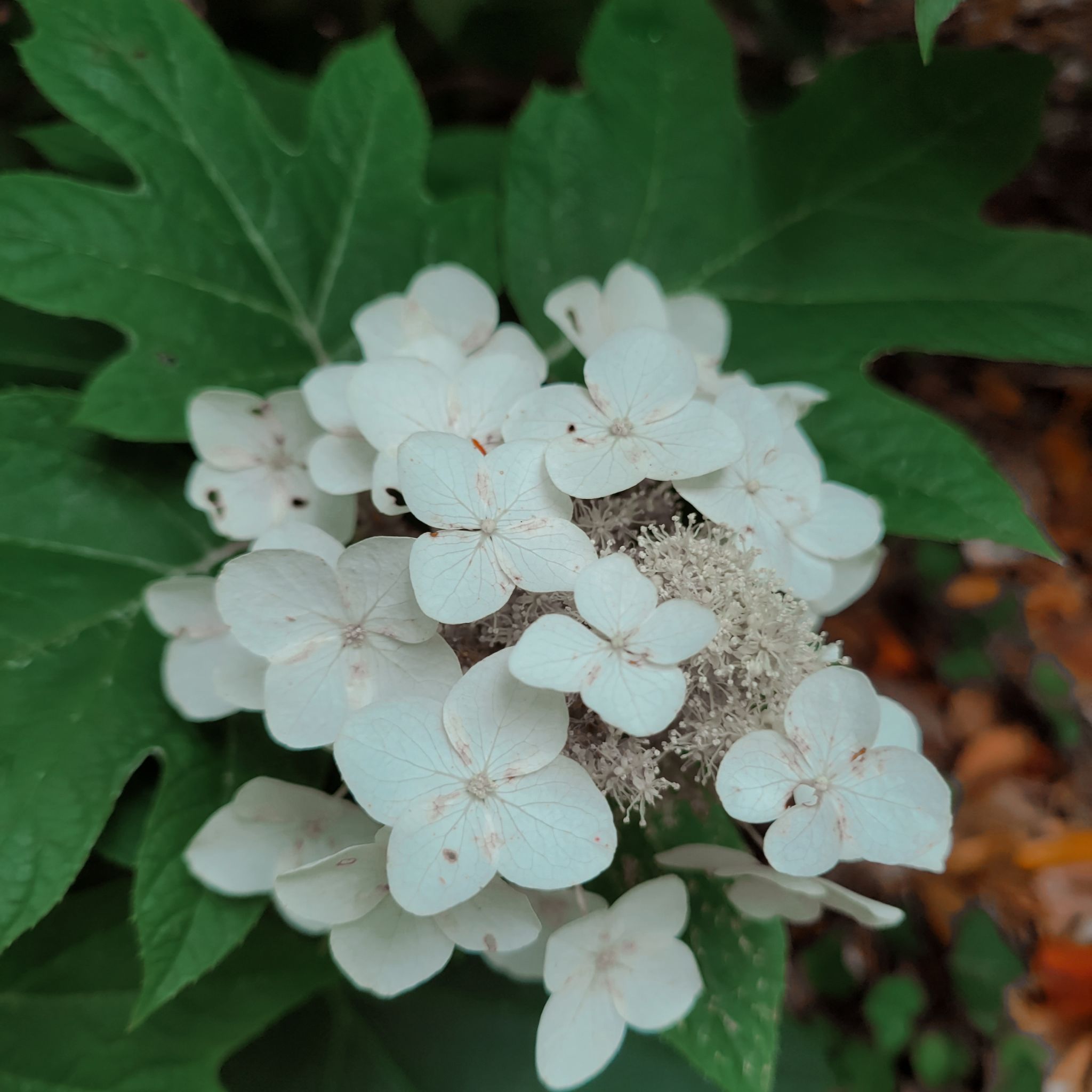 Oakleaf Hydrangea with white flowers and green leaves.