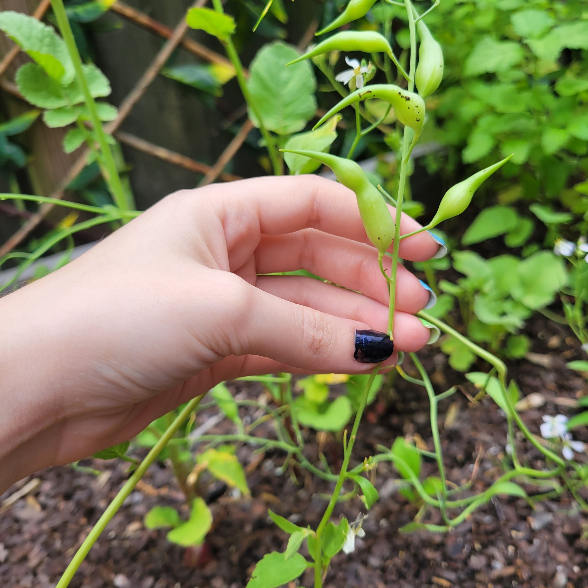 Wild Radish plant with seed pods and white flowers, hand holding a pod.