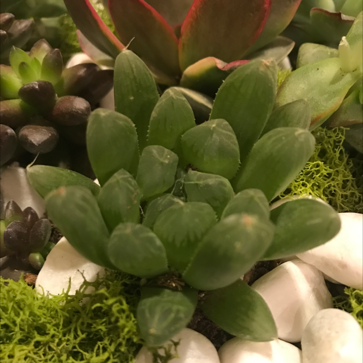 Healthy Cathedral Window Haworthia plant with vibrant green leaves, surrounded by decorative stones and moss.