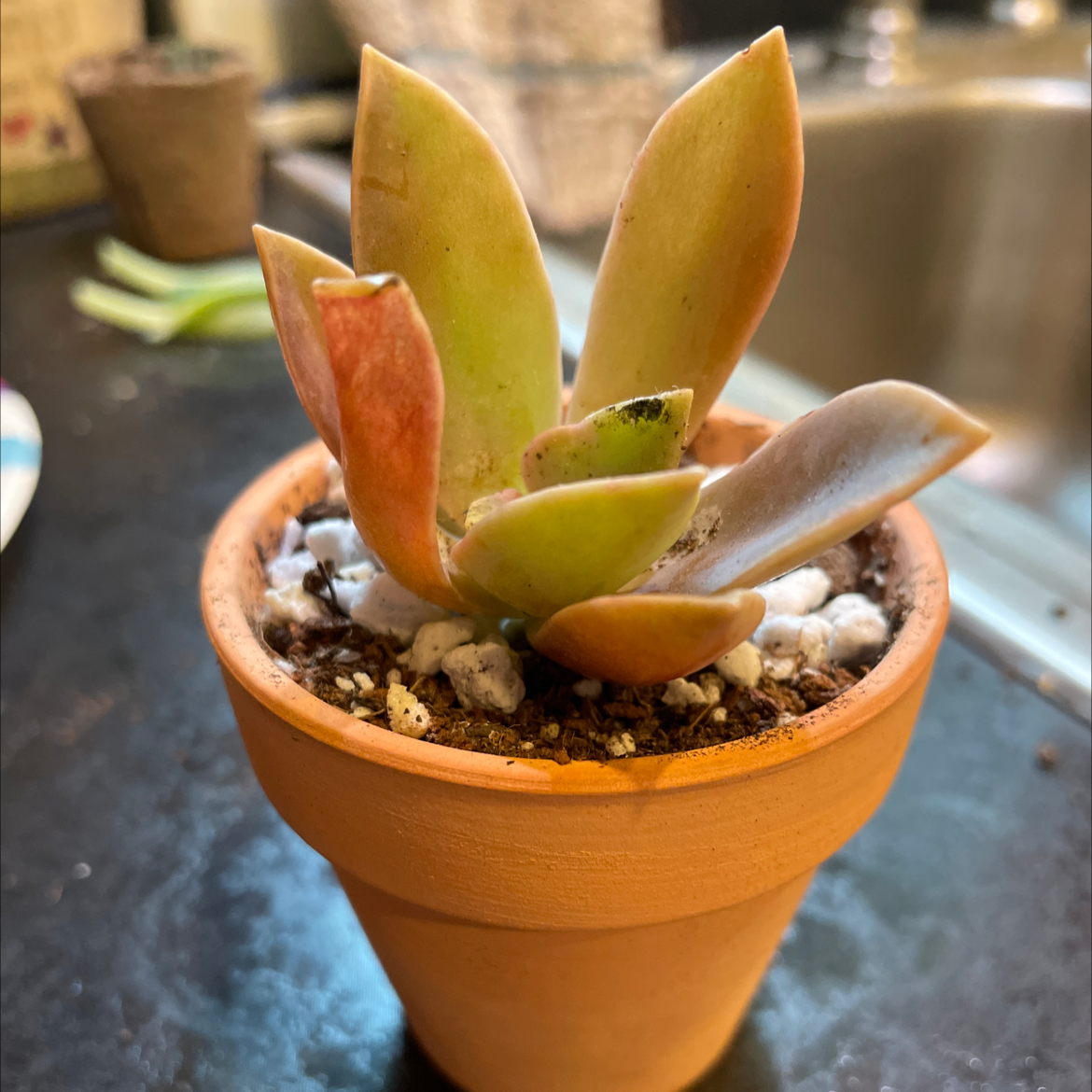 Potted Graptoveria 'Fred Ives' succulent with mixed green and reddish leaves.