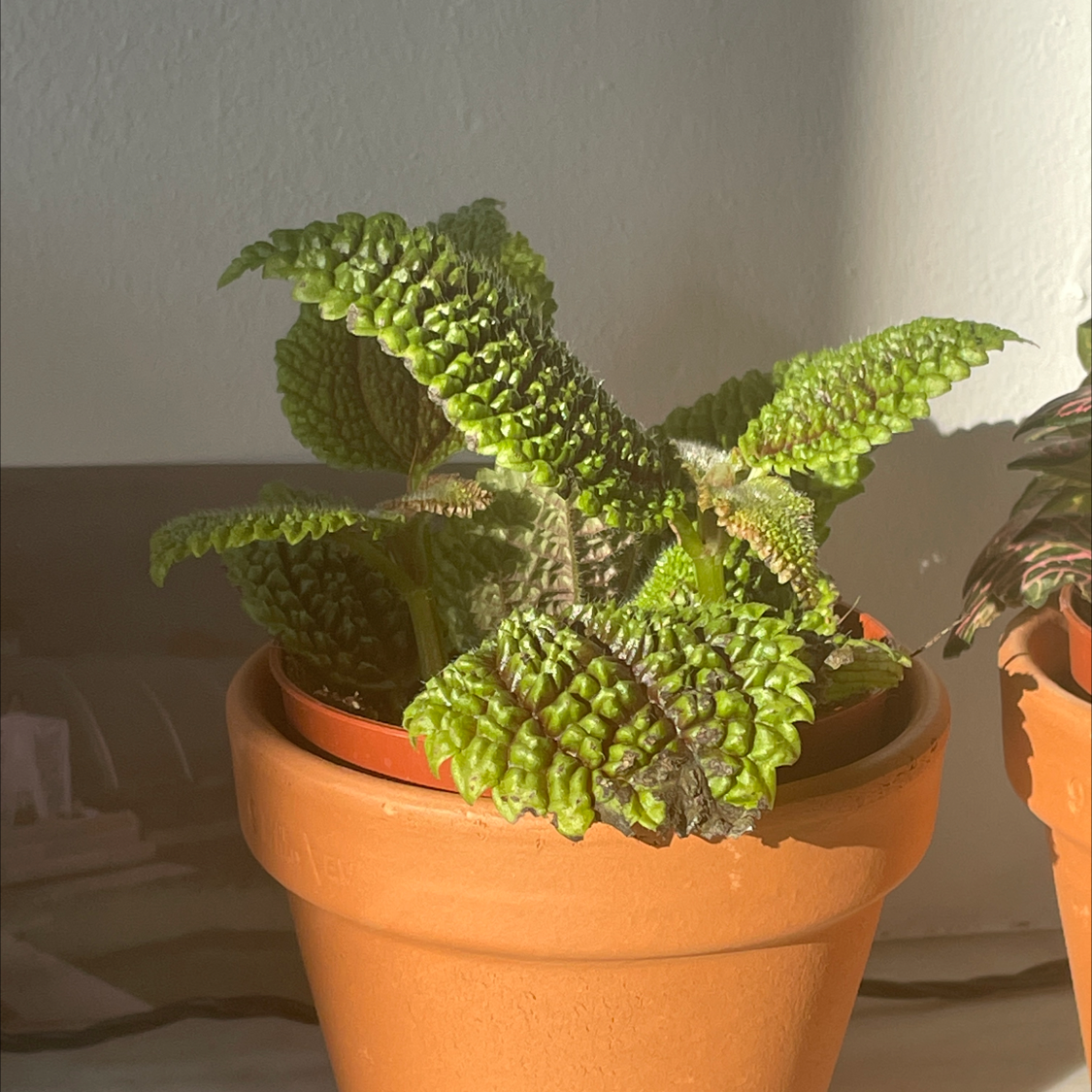Pilea 'Moon Valley' plant in a terracotta pot, healthy with vibrant green leaves.