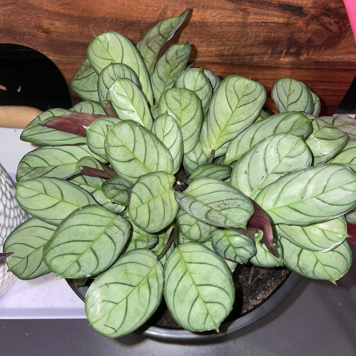 Healthy, lush Fishbone Prayer Plant with vibrant green leaves and darker green fishbone patterns, in a black plastic pot.
