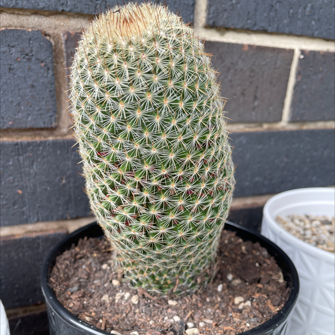 Arizona Rainbow Cactus in a pot with visible soil, well-framed and in focus.