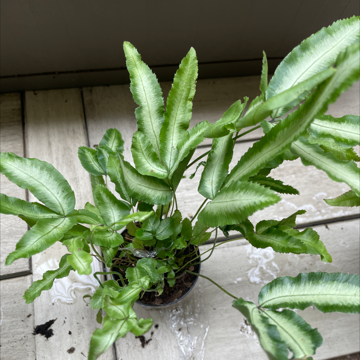 Photo of the plant species Brake Fern by @WiredGalega named Your plant on Greg, the plant care app