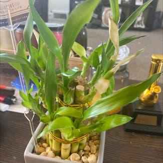 Lucky Bamboo plant in Elmira Heights, New York