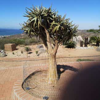 A plant in West Coast Peninsula, Western Cape