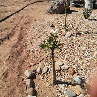 Desert Rose Plant plant in West Coast Peninsula, Western Cape