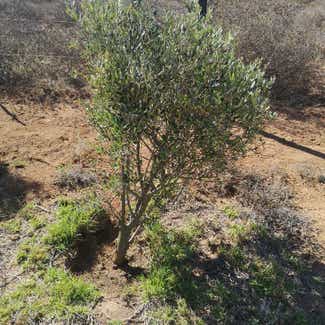 Olive Tree plant in West Coast Peninsula, Western Cape
