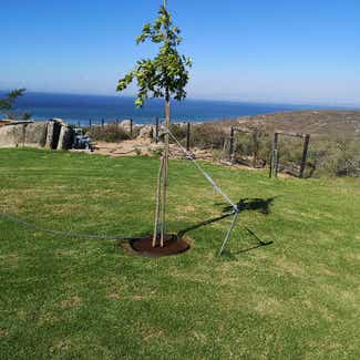 A plant in West Coast Peninsula, Western Cape