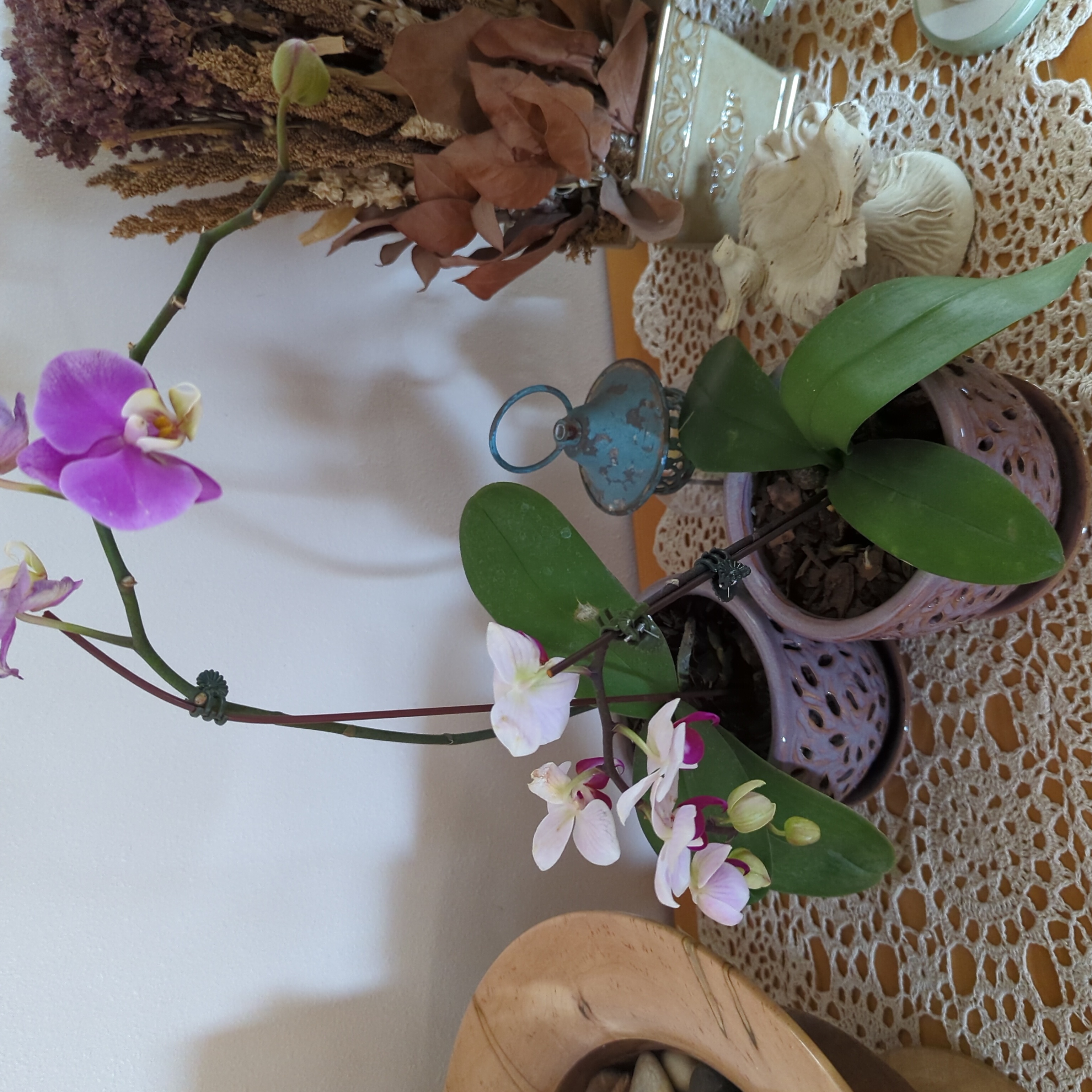 Photo of the plant species Western Orchid by @FastMint named Orchid friends on Greg, the plant care app