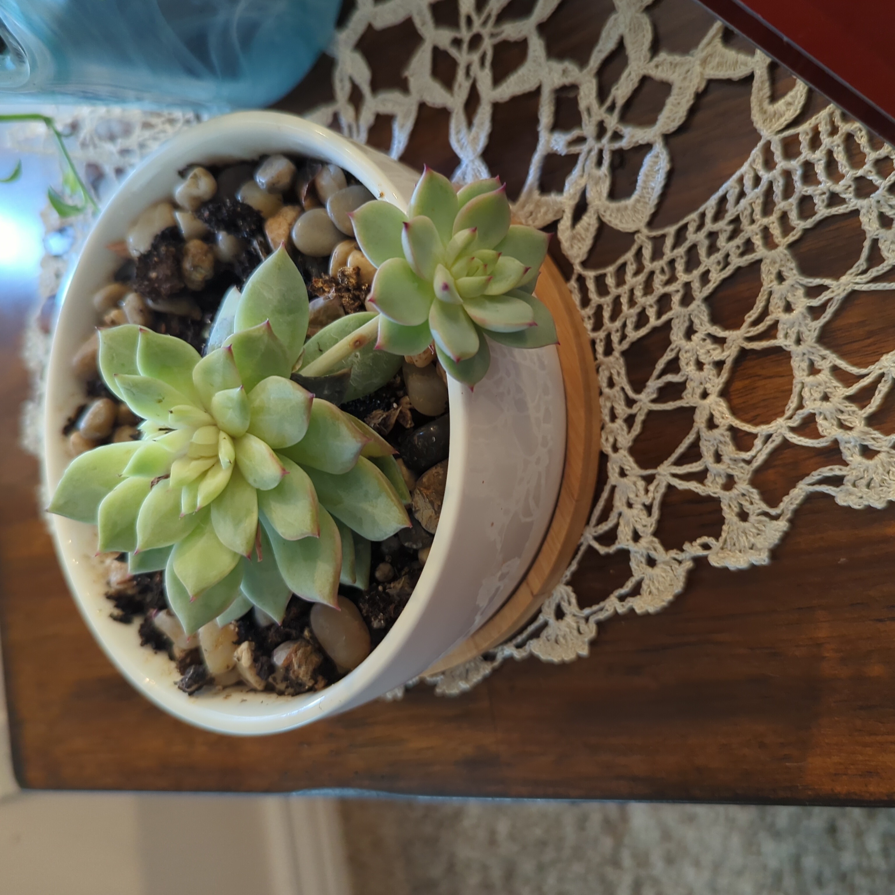 Potted Echeveria 'Morning Beauty' with two rosettes, healthy and well-framed.