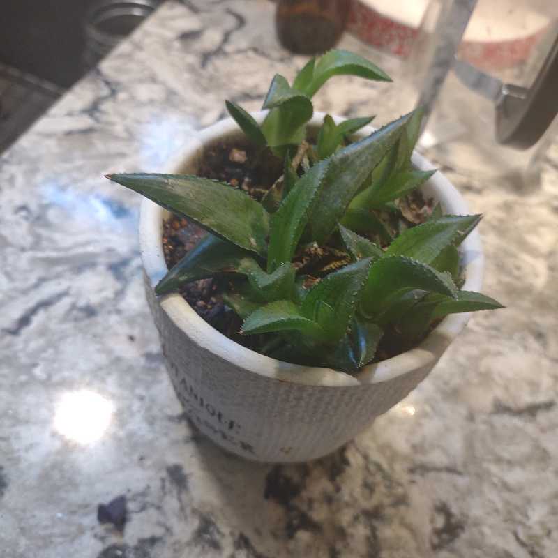 Photo of the plant species Haworthia emelyae comptoniana by @death named Girlfrond on Greg, the plant care app