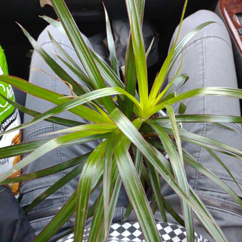 Magenta Dragon Tree with long, narrow leaves, slight yellowing at the center, well-framed and centered.