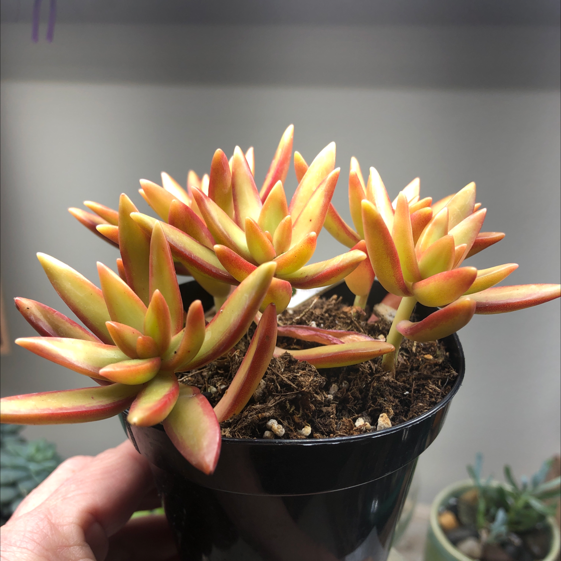 Photo of the plant species Sedum 'Firestorm' by @TheresaNMemphis named Sedum adolphii firestorm on Greg, the plant care app