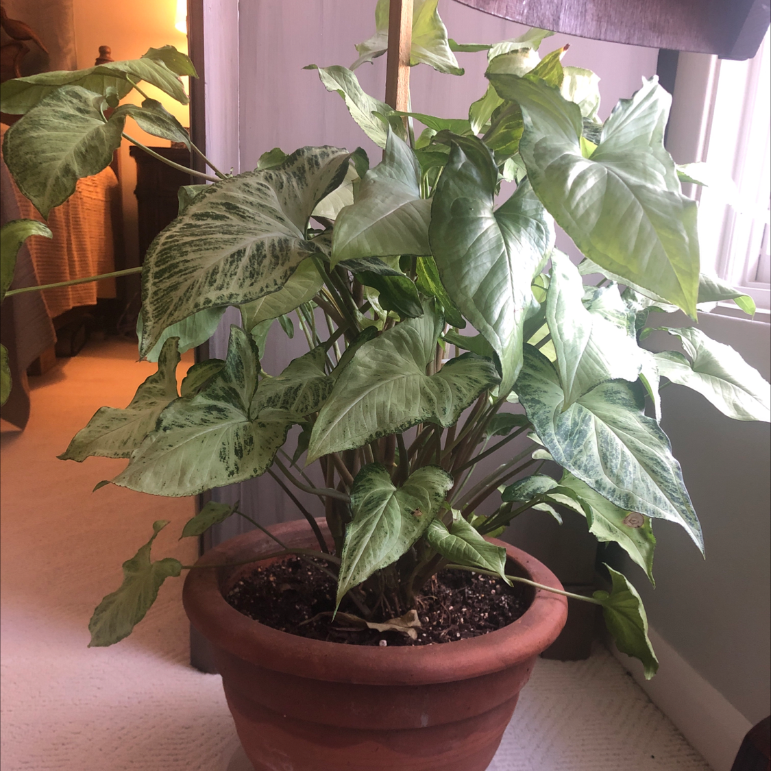 Arrowhead Plant plant photo by @TheresaNMemphis named Your plant on Greg, the plant care app.