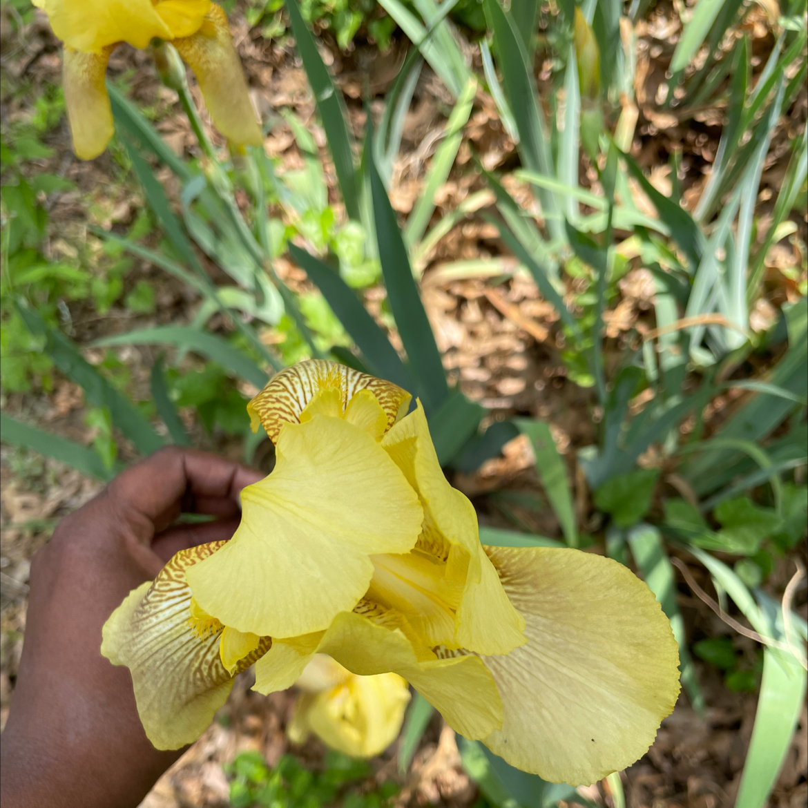 Yellow flowering Crimean Iris with a hand holding one flower, showing healthy foliage.